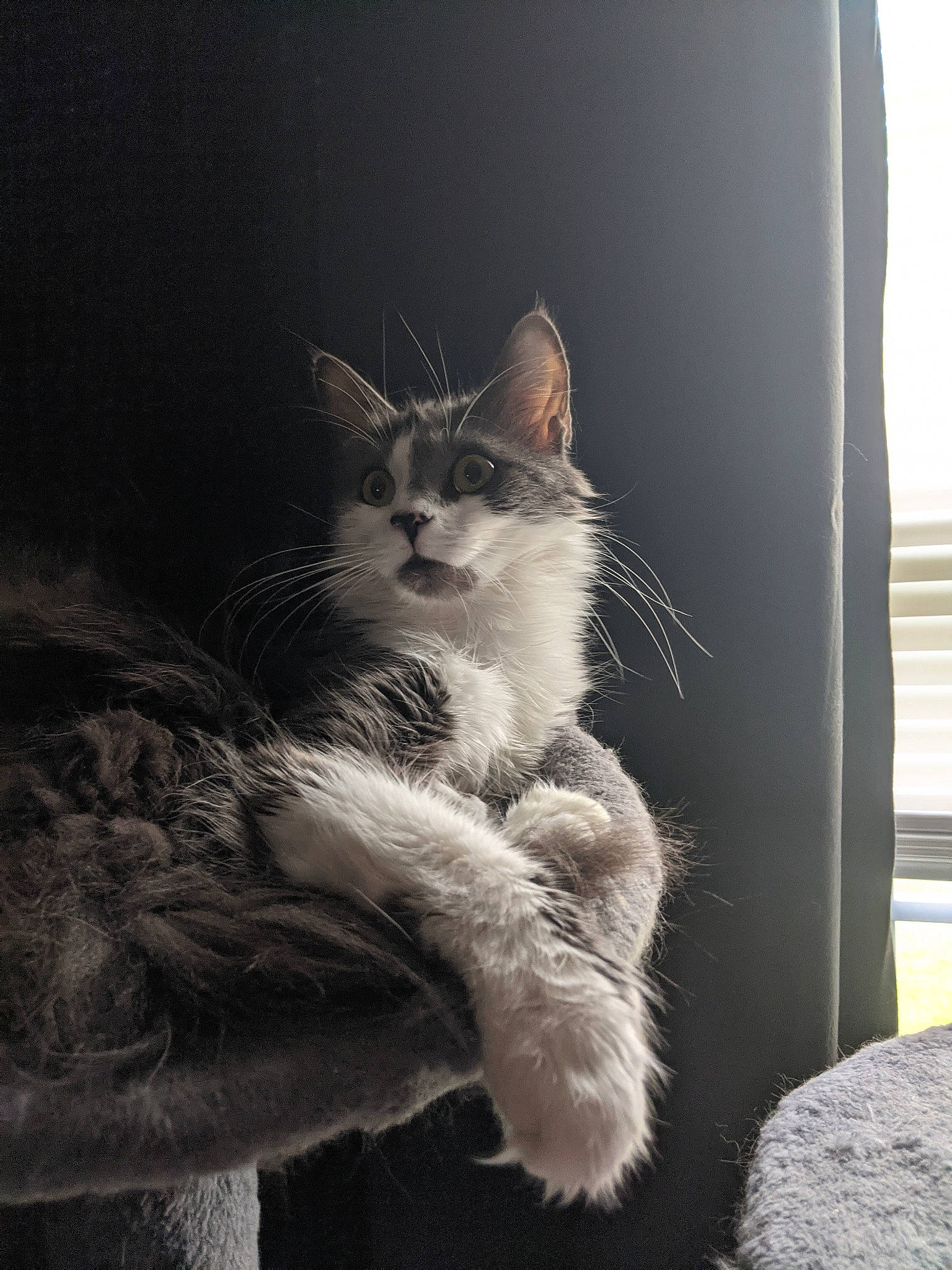 Kiwi is registered to the contest to win money with this photo: carnivore, cat, claw, darkness, domestic_short_haired_cat, felidae, fur, grey, monochrome, monochrome_photography, paw, sitting, small_to_medium_sized_cats, snout, tail, tree, whiskers, wildlife, window, wood