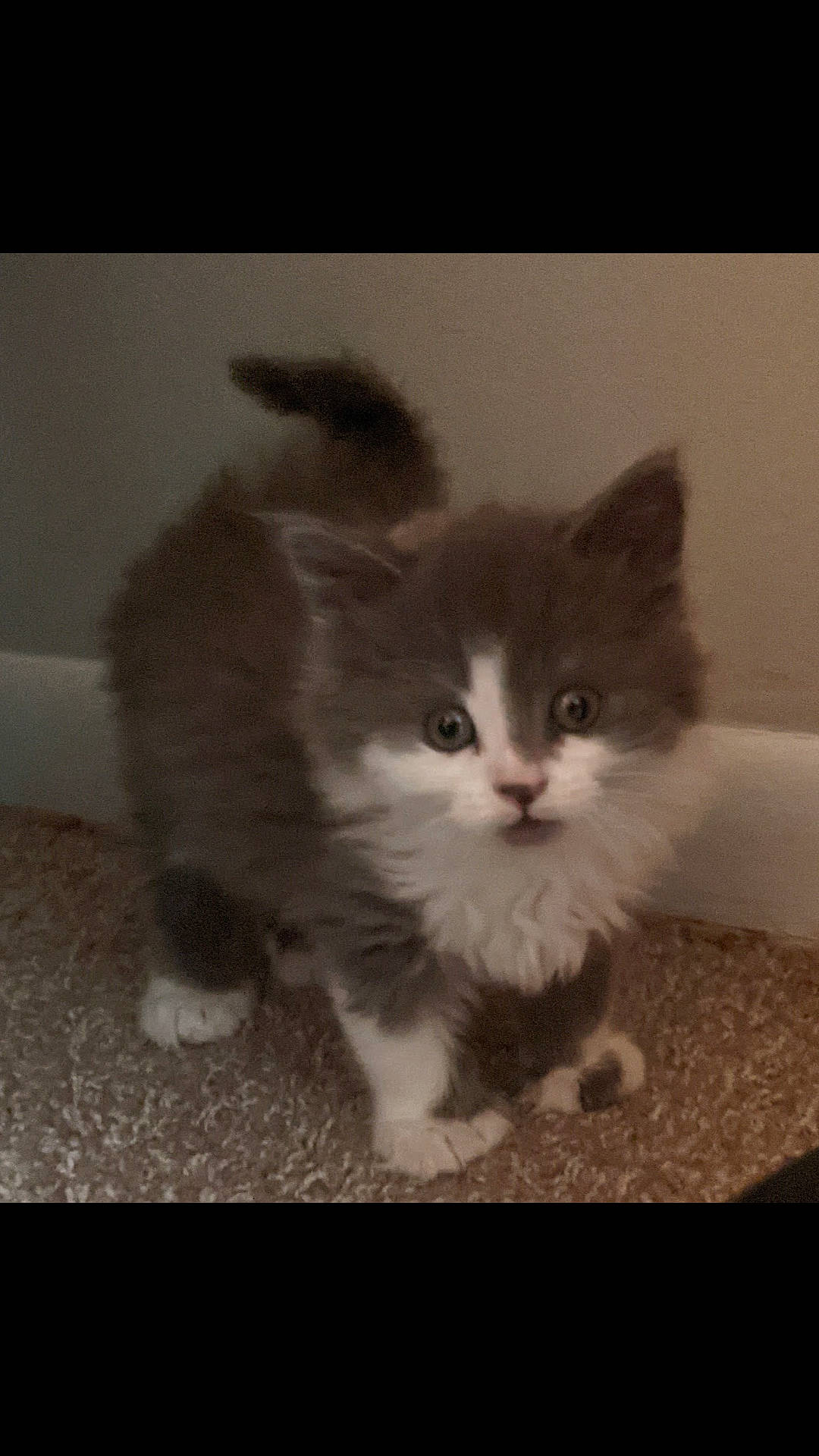 Kiwi joined the competition — help win amazing prizes! british_longhair, carnivore, cat, domestic_short_haired_cat, fawn, felidae, flooring, fur, hardwood, monochrome, monochrome_photography, paw, photo_caption, small_to_medium_sized_cats, snout, tail, terrestrial_animal, whiskers