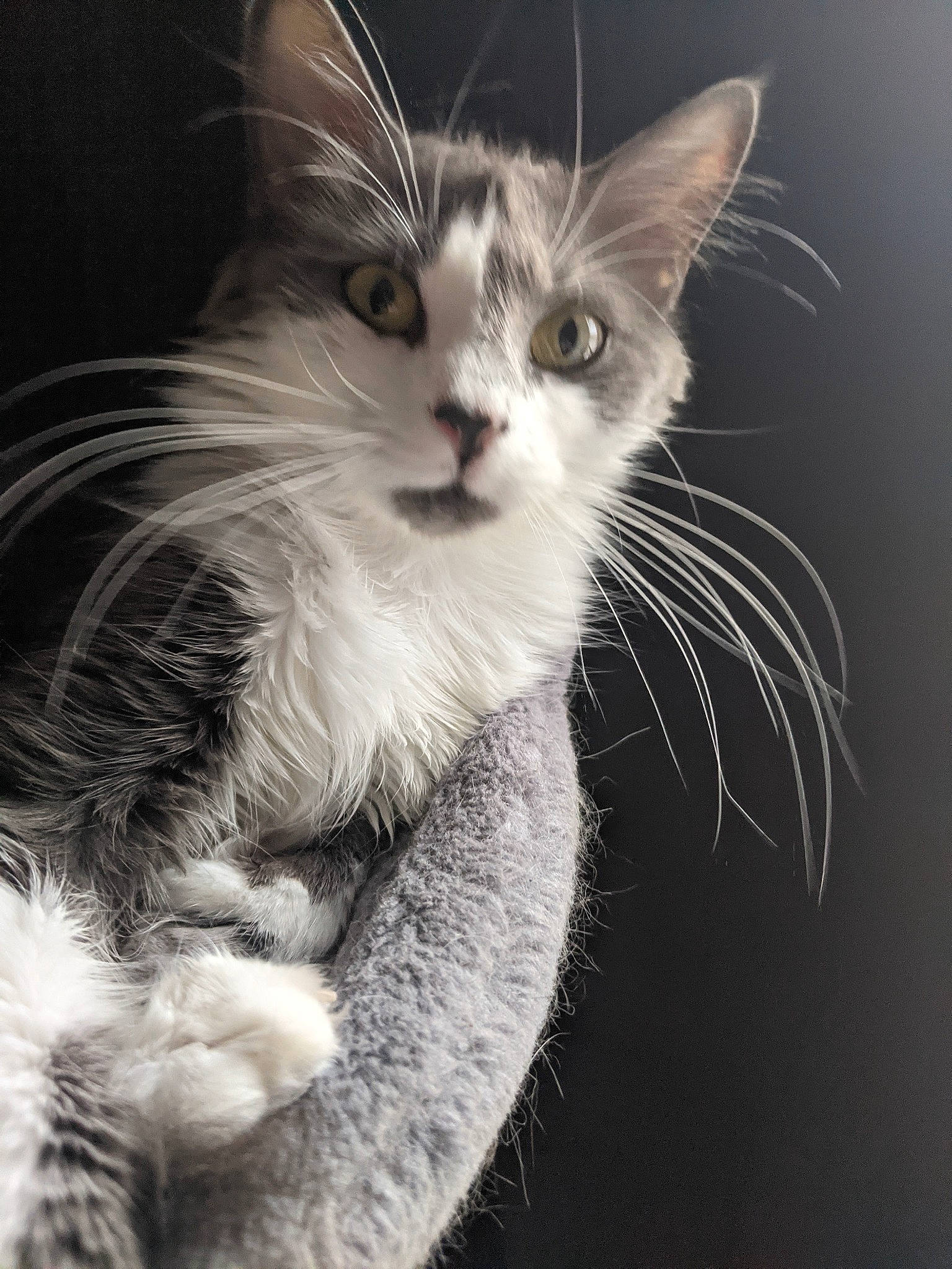 Kiwi is registered to the contest to win money with this photo: carnivore, cat, claw, darkness, domestic_short_haired_cat, ear, eyelash, felidae, fur, gesture, macro_photography, monochrome, monochrome_photography, paw, small_to_medium_sized_cats, snout, tail, whiskers, wildlife