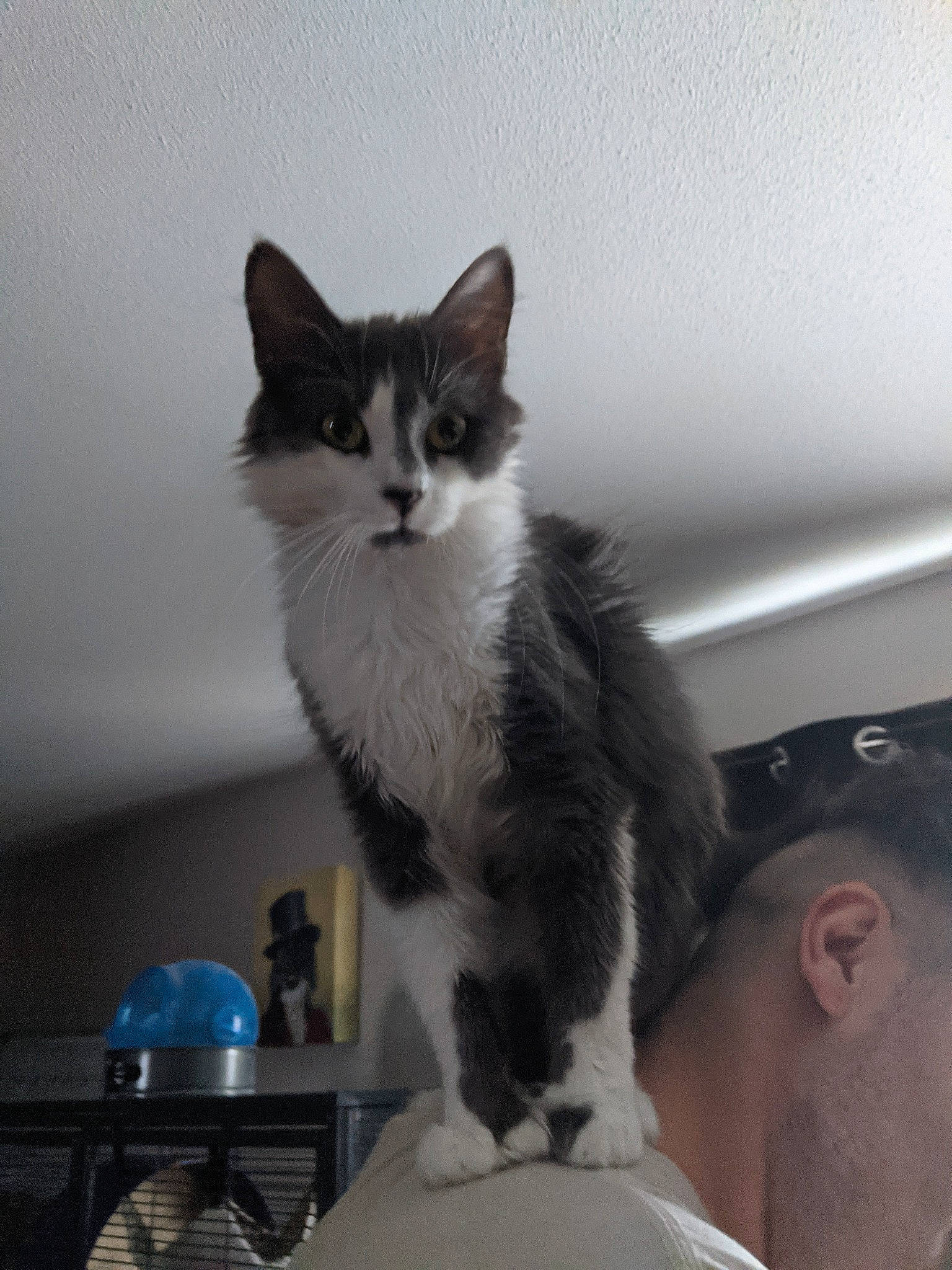 Kiwi joined the competition — help win amazing prizes! box, carnivore, cat, claw, comfort, desk, domestic_short_haired_cat, drawer, felidae, fur, lap, paw, sitting, small_to_medium_sized_cats, t_shirt, table, tableware, tail, whiskers