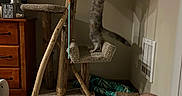 Star joined the competition — help win amazing prizes! cat, cat_tree, indoor, toy, ribbon, wooden_furniture, dresser, sign, carpet, floor, wall, vent, shadow, legs, knees, climbing, pet, furniture, home, cozy