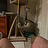 cat, cat_tree, indoor, toy, ribbon, wooden_furniture, dresser, sign, carpet, floor, wall, vent, shadow, legs, knees, climbing, pet, furniture, home, cozy
