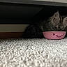 Star joined the competition — help win amazing prizes! kitten, cat, indoor, carpet, bowl, pink_bowl, furniture, hiding, pet, animal, cute, small, fur, drinking, quiet, cozy, home, domestic, whiskers, ears