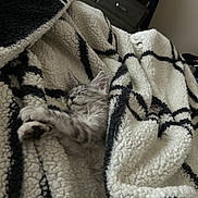 Star joined the competition — help win amazing prizes! kitten, sleeping, blanket, cozy, furry, indoor, pet, soft, patterned_blanket, resting, cute, animal, comfort, fur, relaxation, small_cat, domestic, warm, nap, peaceful