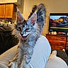 kitten, cat, pet, stretching, playful, feline, indoor, living_room, sofa, couch, white_pants, fur, ears, paw, person, television, wooden_furniture, cozy, home, cute