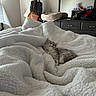 Star joined the competition — help win amazing prizes! cat, blanket, bedroom, cozy, fluffy, furniture, gray_cat, indoor, mirror, nap, pillow, resting, soft, sleeping, stuffed_animal, table, teddy_bear, window, wood, yellow_bag