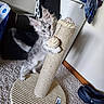kitten, scratching_post, carpet, laundry_basket, clothes, gray_fur, playful, pet, indoor, furniture, toy, paw, tail, home, shoe, cat, animal, cute, feline, curious