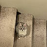 cat, gray_cat, pet, stairs, carpet, indoor, animal, curious, fluffy, looking_up, feline, cute, domestic_cat, quiet, home, paws, ears, whiskers, sitting, still