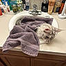 cat, sink, towel, bathroom, countertop, toiletries, mirror, faucet, bottle, tube, container, reflection, fur, pet, domestic_animal, relaxing, curious, indoor, washroom, cleaning_supplies