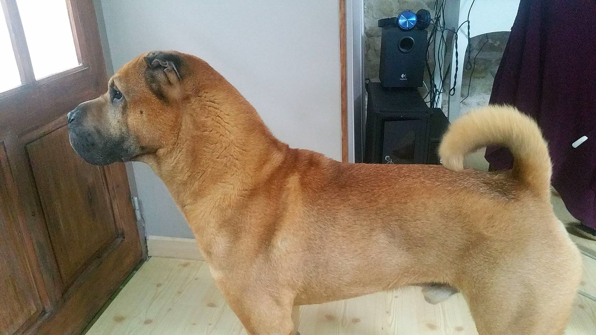 Hélios participe au concours pour gagner de l'argent avec cette photo : ancient_dog_breeds, boerboel, canidae, carnivore, companion_dog, dog, dog_breed, fawn, mammal, non_sporting_group, snout, sporting_group, vertebrate