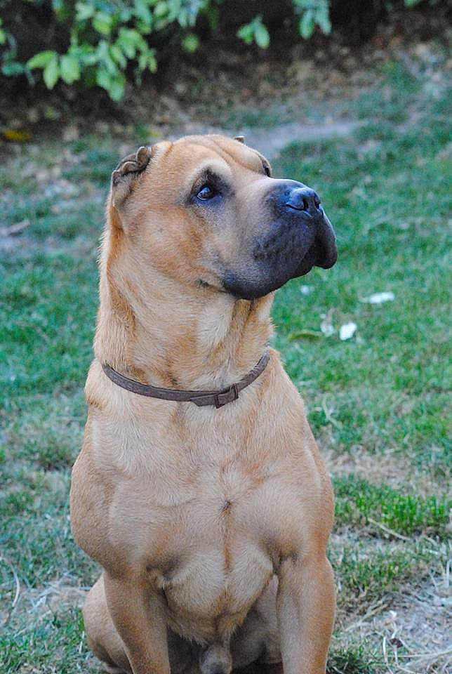 Hélios participe au concours pour gagner de l'argent avec cette photo : ancient_dog_breeds, black_mouth_cur, boerboel, bullmastiff, canidae, carnivore, dog, dog_breed, fawn, fila_brasileiro, guard_dog, mammal, molosser, non_sporting_group, perro_de_presa_canario, perro_de_presa_mallorquin, rare_breed_dog, snout, tosa, vertebrate