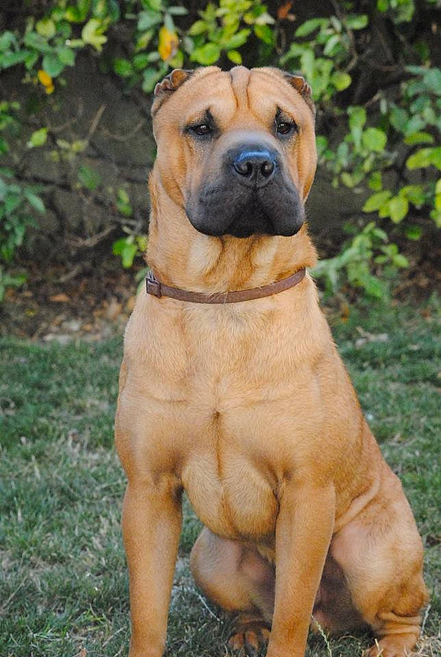 Hélios a rejoint le concours — aidez-le/la à gagner de superbes lots ! ancient_dog_breeds, boerboel, bullmastiff, canidae, carnivore, companion_dog, dog, dog_breed, fawn, korean_mastiff, mammal, molosser, non_sporting_group, ori_pei, perro_de_presa_mallorquin, rare_breed_dog, snout, tosa, vertebrate