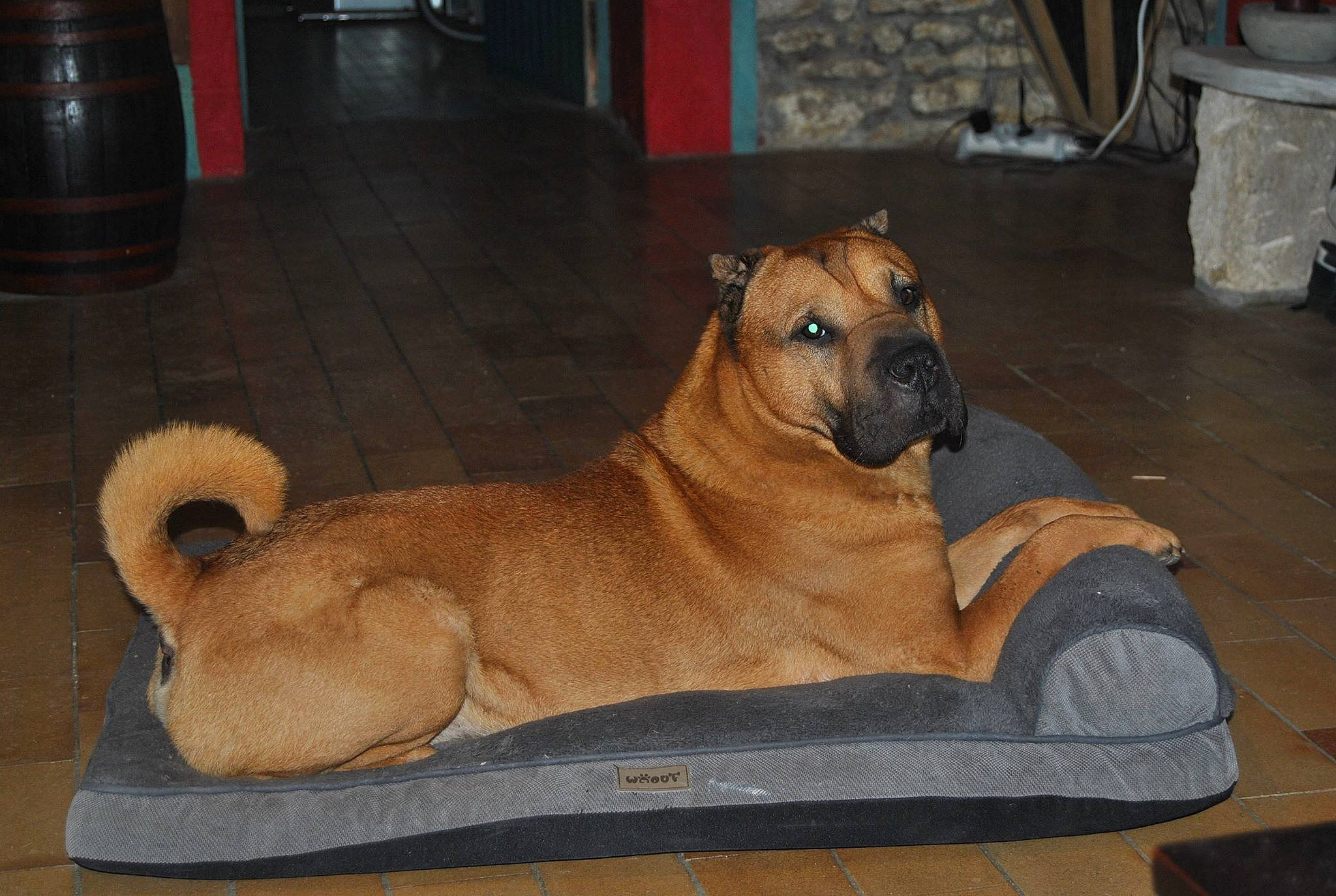 Hélios a rejoint le concours — aidez-le/la à gagner de superbes lots ! ancient_dog_breeds, black_mouth_cur, canidae, carnivore, dog, dog_breed, fawn, mammal, non_sporting_group, ori_pei, shar_pei, snout, vertebrate