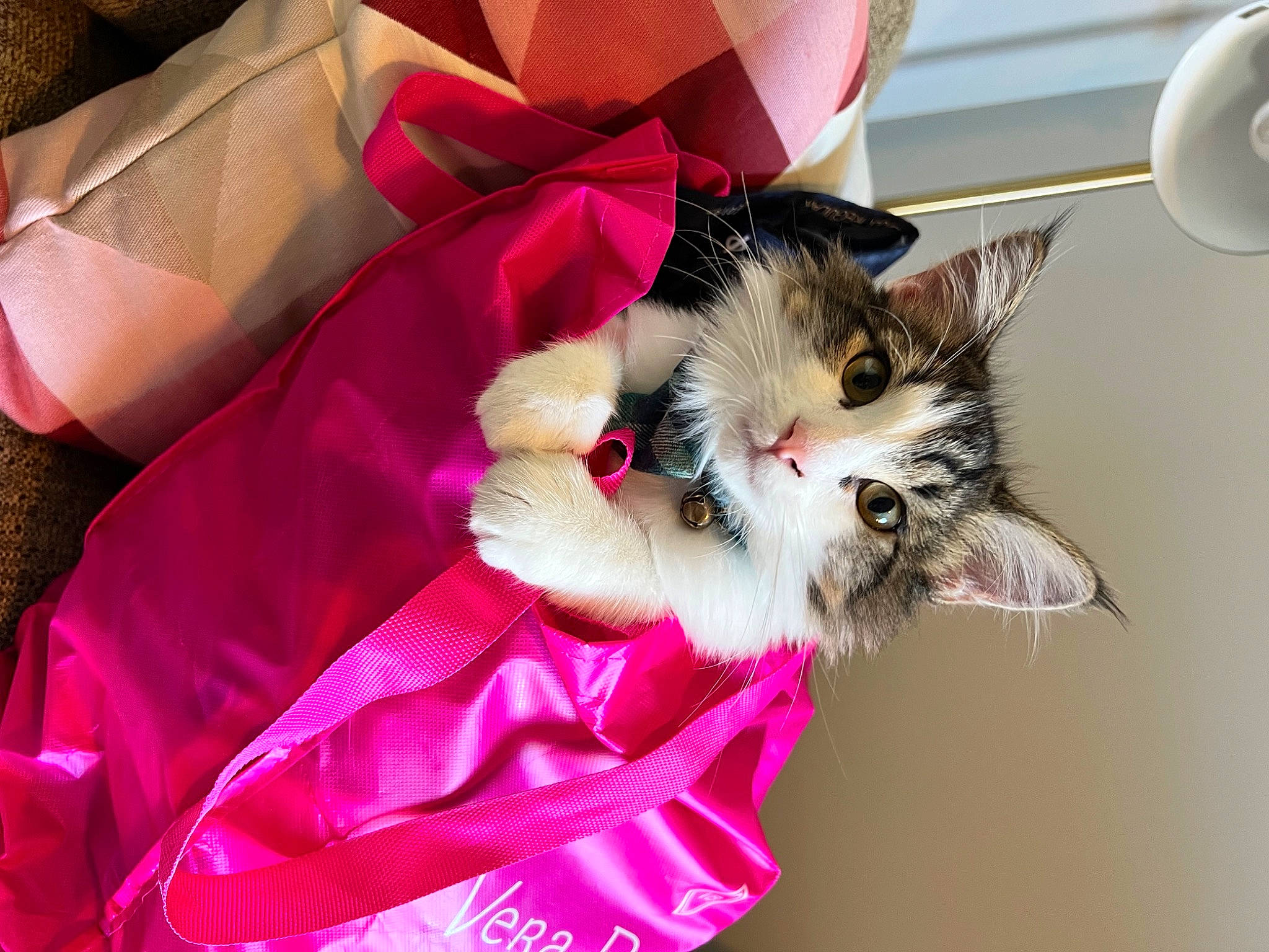 Finnley joined the competition — help win amazing prizes! bag, box, carnivore, carton, cat, companion_dog, domestic_short_haired_cat, fawn, felidae, fur, magenta, mechanical_fan, packaging_and_labeling, paw, pink, plant, shipping_box, small_to_medium_sized_cats, tail, whiskers