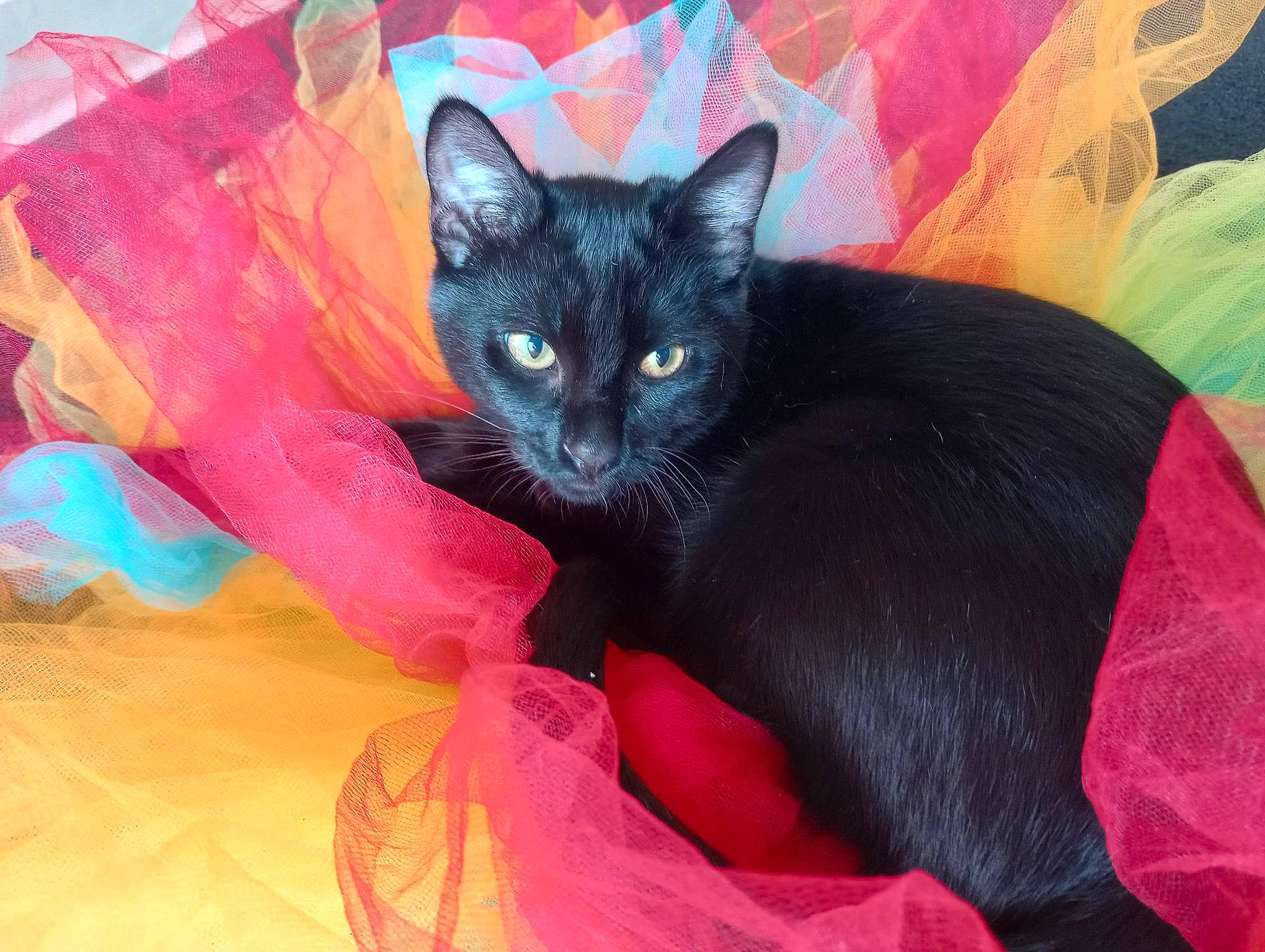 Hey Hey joined the competition — help win amazing prizes! black_cat, bombay, carnivore, cat, comfort, domestic_short_haired_cat, felidae, fur, magenta, small_to_medium_sized_cats, snout, tail, whiskers