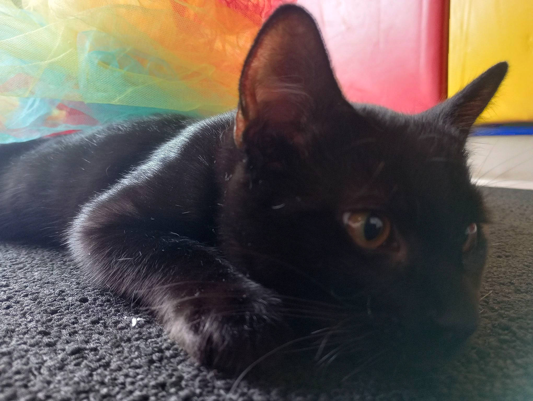 Hey Hey joined the competition — help win amazing prizes! black_cat, bombay, carnivore, cat, claw, domestic_short_haired_cat, felidae, fur, grass, paw, road_surface, small_to_medium_sized_cats, snout, tail, terrestrial_animal, whiskers