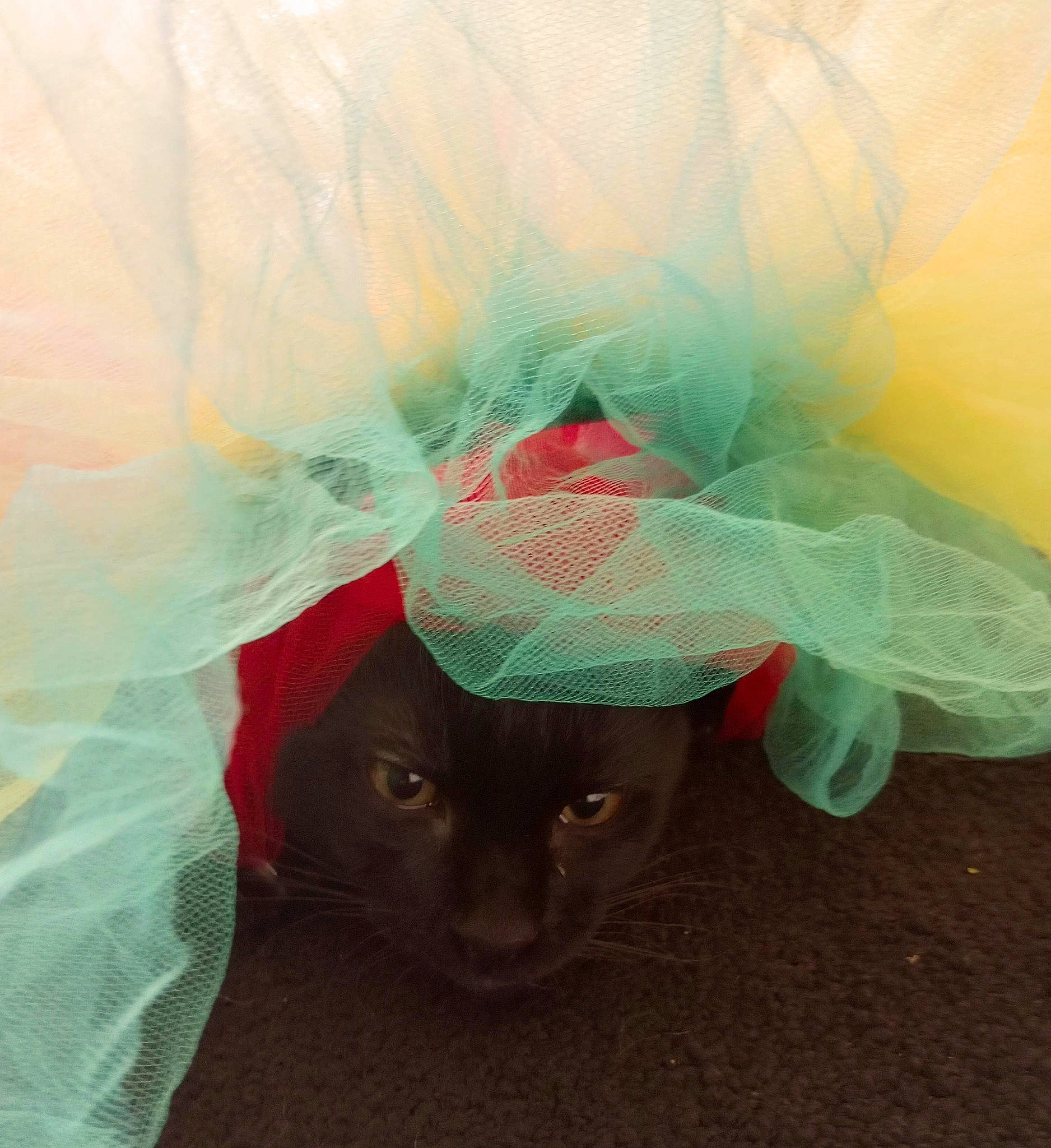 Hey Hey joined the competition — help win amazing prizes! carnivore, cat, costume, costume_hat, electric_blue, fashion_accessory, fawn, feather, felidae, fur, grass, hat, headgear, helmet, personal_protective_equipment, sun_hat, sunglasses, tail, tints_and_shades, whiskers