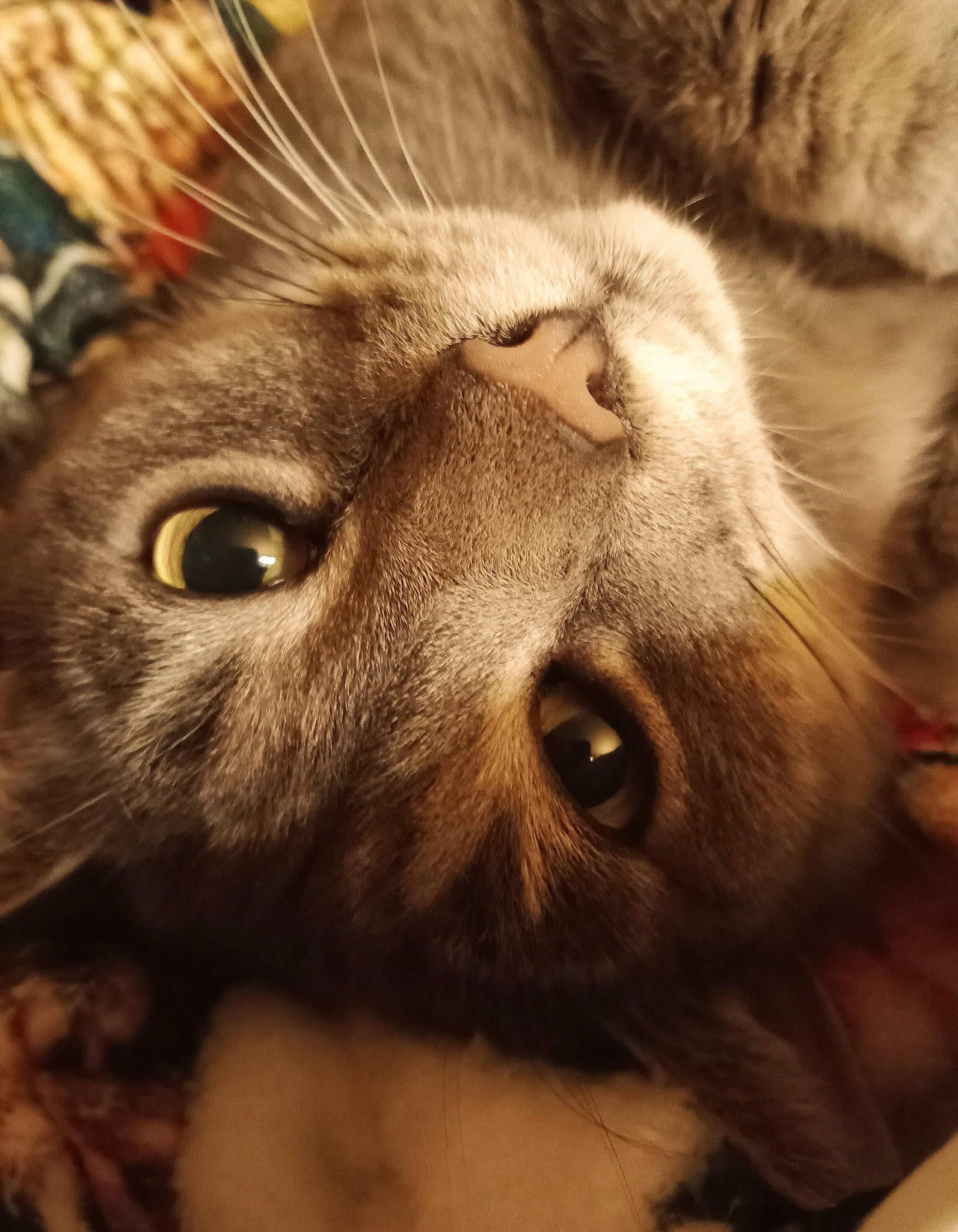 Ajax is registered to the contest to win money with this photo: carnivore, cat, claw, close_up, domestic_short_haired_cat, ear, eyelash, fawn, felidae, fur, macro_photography, mammal, nose, paw, small_to_medium_sized_cats, snout, terrestrial_animal, vertebrate, whiskers, wildlife