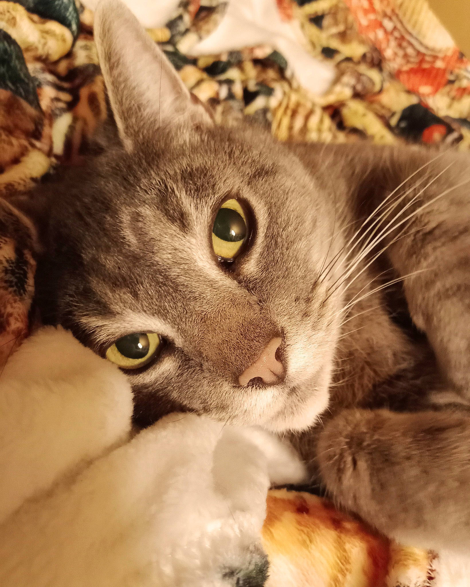 Ajax joined the competition — help win amazing prizes! carnivore, cat, claw, close_up, domestic_short_haired_cat, ear, fawn, felidae, fur, paw, photo_caption, small_to_medium_sized_cats, snout, terrestrial_animal, whiskers, wildlife