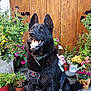 animal, black_dog, canine, daylight, dog, excited, flowers, garden, greenery, happy, harness, leash, nature, outdoor, pet, portrait, potted_plants, sitting, tongue_out, wooden_door