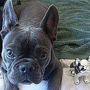 Loki participe au concours pour gagner de l'argent avec cette photo : animal, bed, black_pants, ceramic_figurine, close_up, companion, cozy, curious, dog, ears_up, floor, french_bulldog, indoor, lying_down, patterned_bedspread, person, pet, puppy, tile_floor, towel