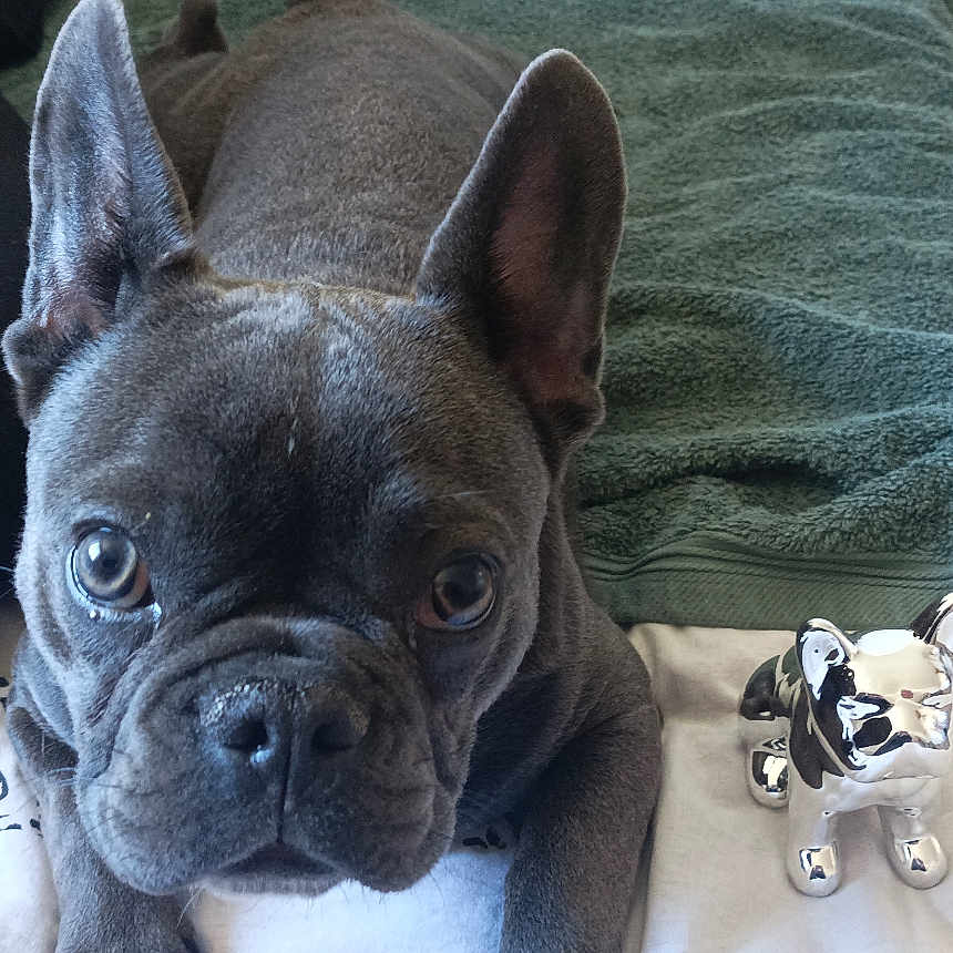 Loki