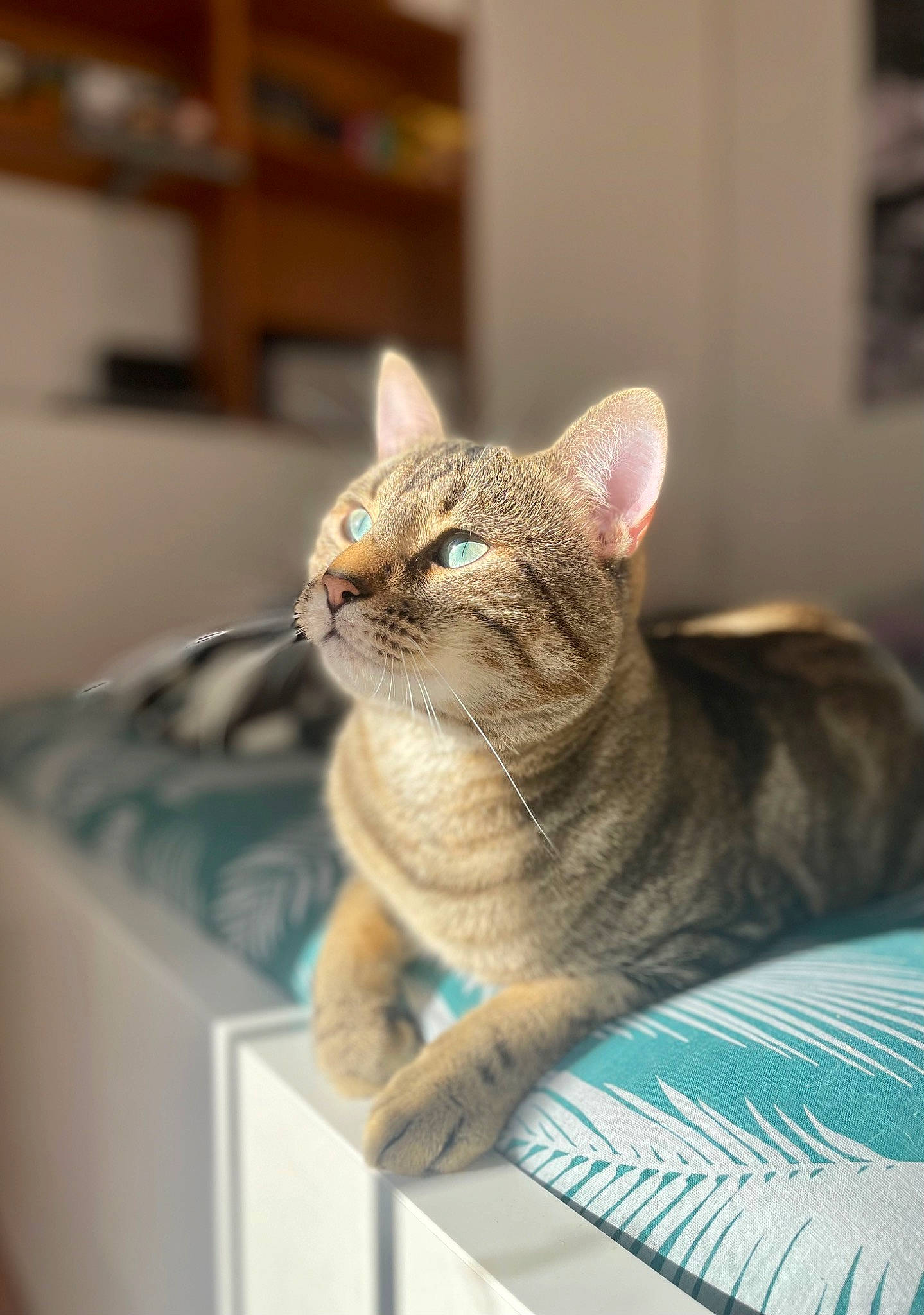 Stiles participe au concours pour gagner de l'argent avec cette photo : box, carnivore, cat, cat_supply, comfort, domestic_short_haired_cat, fawn, felidae, fur, room, small_to_medium_sized_cats, snout, whiskers, wood