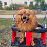 Taz participe au concours pour gagner de l'argent avec cette photo : dog, pomeranian, swing, outdoor, grass, happy, tongue_out, pet, playground, animal, fur, canine, leisure, smiling, daylight, closeup, cute, joyful, nature, fun