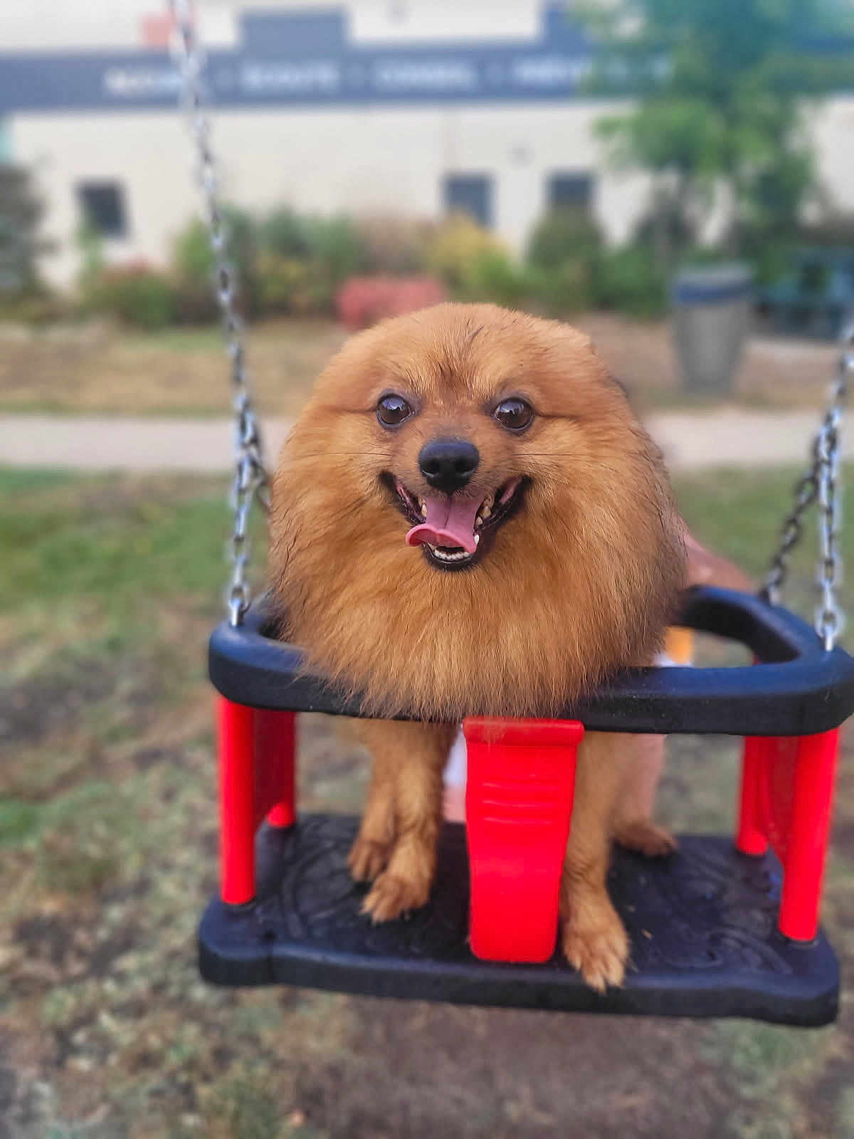 Taz participe au concours pour gagner de l'argent avec cette photo : dog, pomeranian, swing, outdoor, grass, happy, tongue_out, pet, playground, animal, fur, canine, leisure, smiling, daylight, closeup, cute, joyful, nature, fun