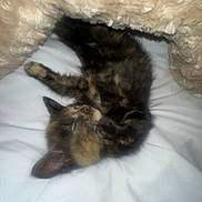 Luna joined the competition — help win amazing prizes! kitten, cat, sleeping, fur, blanket, cozy, pet, animal, resting, cute, feline, tortoiseshell, soft, indoor, comfort, white, brown, black, fur_pattern, nap