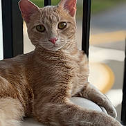 Archie joined the competition — help win amazing prizes! cat, ginger_cat, animal, pet, feline, fur, whiskers, ears, eyes, nose, paw, cushion, indoor, relaxation, portrait, closeup, resting, curious, background_blur, natural_light