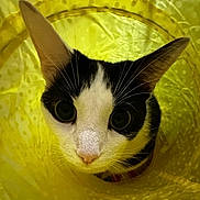 Alora is registered to the contest to win money with this photo: animal, black_and_white, cat, close_up, curious, cute, ears, eyes, feline, fur, indoor, kitten, nose, pet, playful, polka_dot, portrait, tunnel, whiskers, yellow