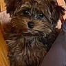 Tootsie Louise is registered to the contest to win money with this photo: adorable, animal, brown, companion, cozy, curious, cute, dog, domestic, ears, face, fluffy, fur, indoor, looking, pet, puppy, sitting, small, wooden_floor