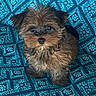 puppy, dog, small_dog, fluffy, cute, pet, animal, blue_pattern, fabric, sitting, portrait, indoor, fur, brown_fur, black_fur, eyes, nose, face, adorable, curious