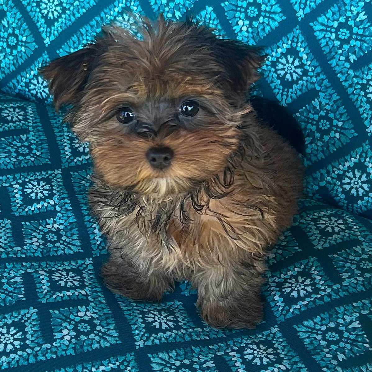 Tootsie Louise joined the competition — help win amazing prizes! adorable, animal, black_fur, blue_pattern, brown_fur, curious, cute, dog, eyes, fabric, face, fluffy, fur, indoor, nose, pet, portrait, puppy, sitting, small_dog
