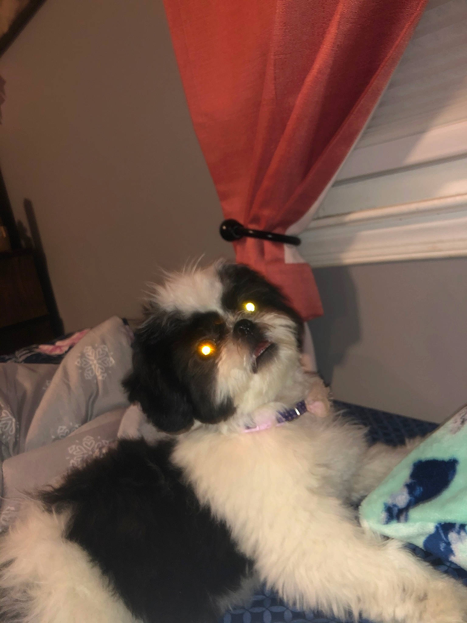 Darbie joined the competition — help win amazing prizes! canidae, carnivore, companion_dog, dog, dog_breed, fur, landseer, mammal, puppy, shih_tzu, sporting_group