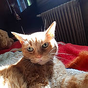 Caramel participe au concours pour gagner de l'argent avec cette photo : cat, orange_cat, pet, feline, animal, whiskers, green_eyes, ears, fur, closeup, portrait, indoors, blanket, bed, radiator, sunlight, backlighting, lounging, relaxed, funny