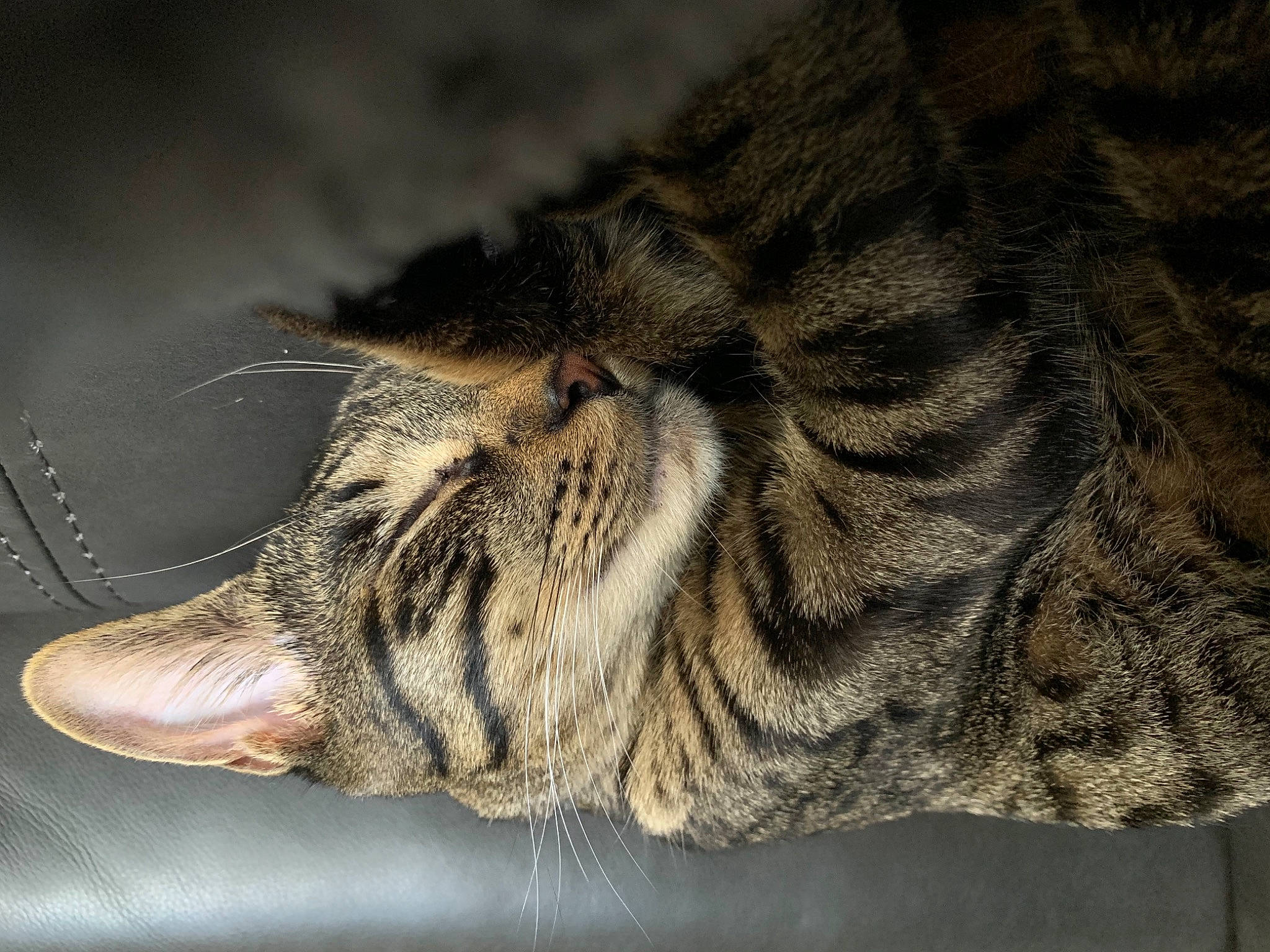 Yoshi joined the competition — help win amazing prizes! carnivore, cat, claw, domestic_short_haired_cat, felidae, foot, fur, human_leg, leg, nap, organism, paw, small_to_medium_sized_cats, snout, tail, terrestrial_animal, whiskers, wildlife, wood, wrinkle