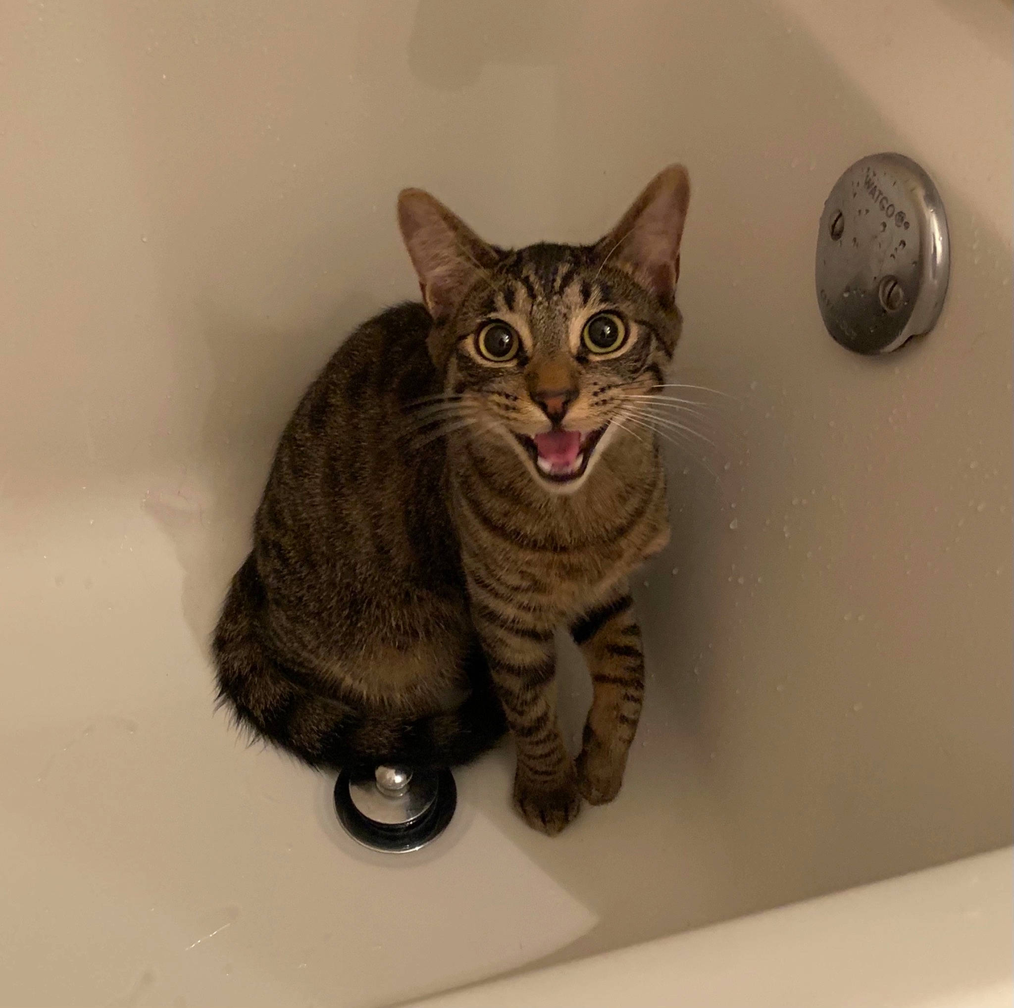 Yoshi joined the competition — help win amazing prizes! art, carnivore, cat, circle, domestic_short_haired_cat, door, eye, felidae, fur, grey, head, illustration, paw, rectangle, small_to_medium_sized_cats, snout, tail, terrestrial_animal, whiskers, window