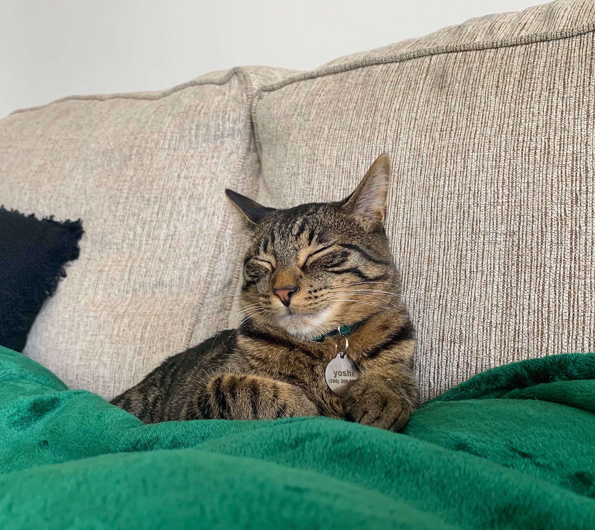 Yoshi joined the competition — help win amazing prizes! carnivore, cat, comfort, domestic_short_haired_cat, fawn, felidae, fur, grass, grey, human_body, leg, linens, nap, small_to_medium_sized_cats, snout, tail, terrestrial_animal, tree, whiskers, wildlife