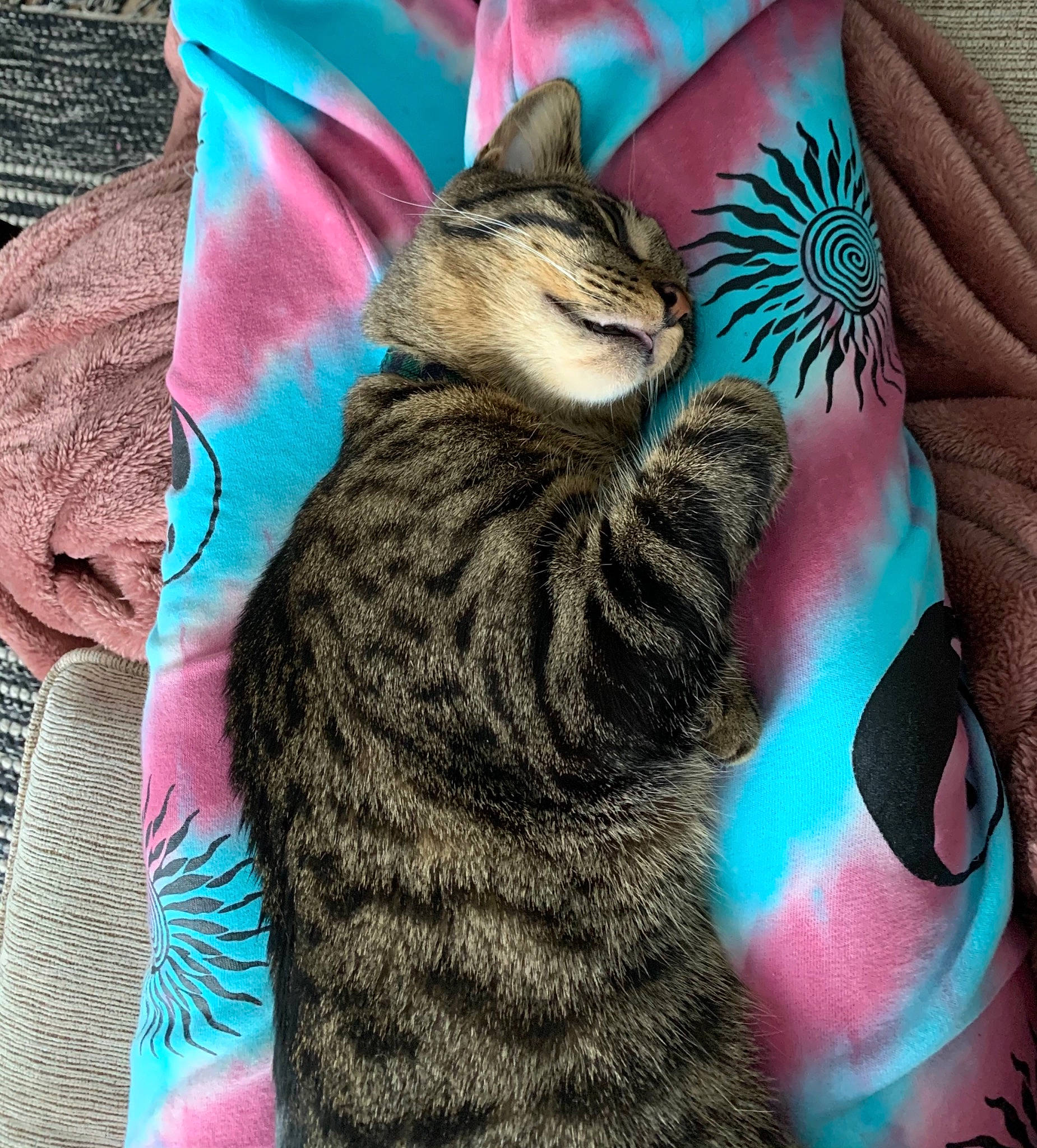 Yoshi is registered to the contest to win money with this photo: carnivore, cat, comfort, domestic_short_haired_cat, fashion_accessory, fawn, felidae, foot, fur, green, human_body, leg, magenta, pattern, pink, small_to_medium_sized_cats, snout, tail, textile, whiskers