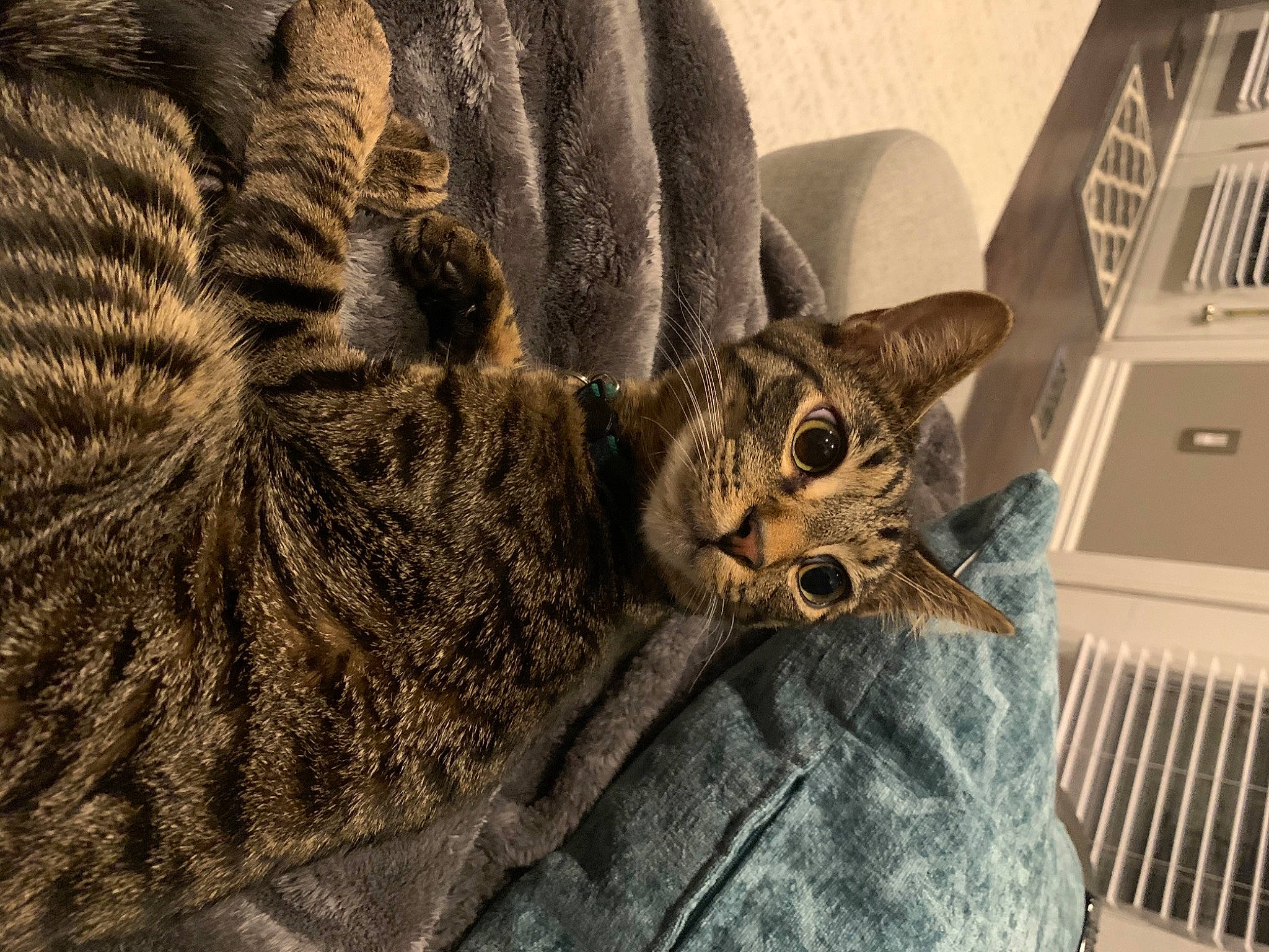 Yoshi is registered to the contest to win money with this photo: carnivore, cat, comfort, denim, domestic_short_haired_cat, felidae, fur, grey, linens, pattern, paw, sitting, small_to_medium_sized_cats, snout, tail, tree, whiskers, wildlife, window, wood