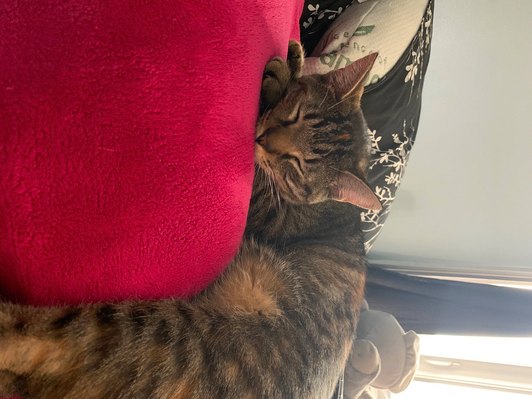 Ari joined the competition — help win amazing prizes! black_cat, carmine, carnivore, cat, claw, comfort, domestic_short_haired_cat, fashion_accessory, feather, felidae, fur, grey, human_leg, paw, sleeve, small_to_medium_sized_cats, snout, tail, tree, whiskers