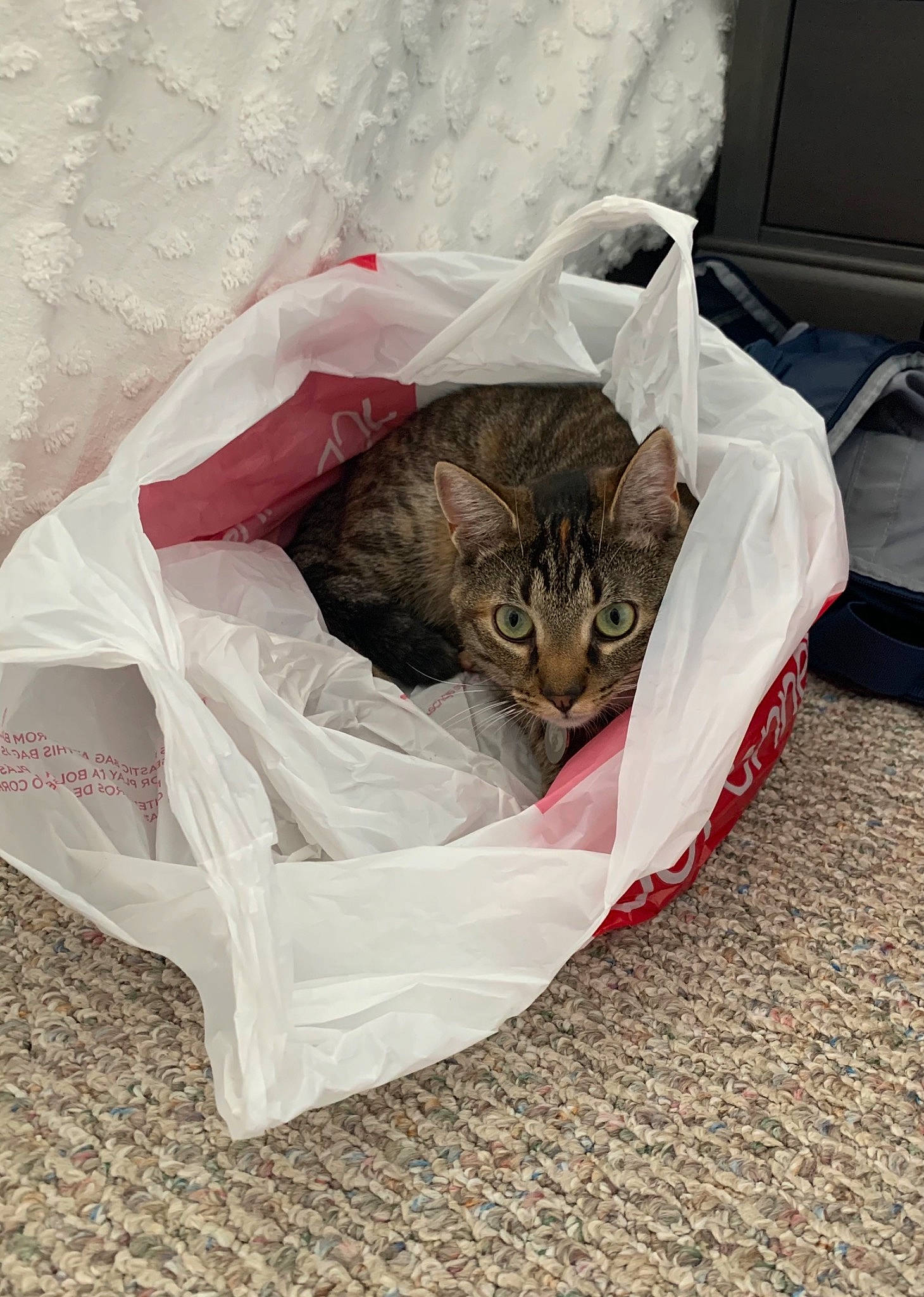 Ari is registered to the contest to win money with this photo: bag, basket, box, cardboard, carnivore, carton, cat, comfort, computer_keyboard, domestic_short_haired_cat, felidae, fur, grey, linens, nap, packaging_and_labeling, paper_bag, paper_product, small_to_medium_sized_cats, whiskers