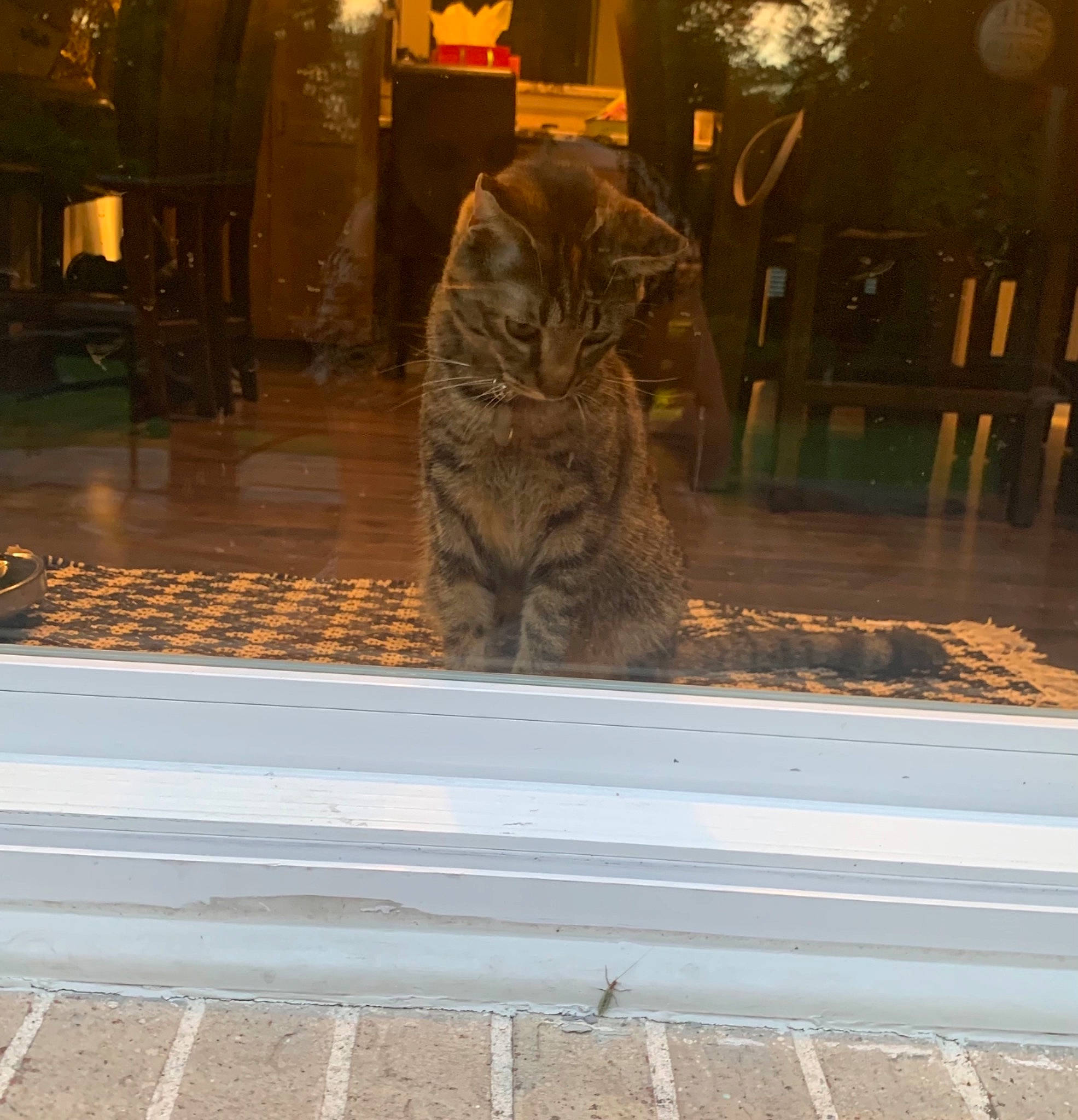 Ari joined the competition — help win amazing prizes! asphalt, carnivore, cat, fawn, felidae, flooring, grass, grey, lighting, photograph, plant, road_surface, sidewalk, small_to_medium_sized_cats, snapshot, tints_and_shades, tree, whiskers, wood, yellow