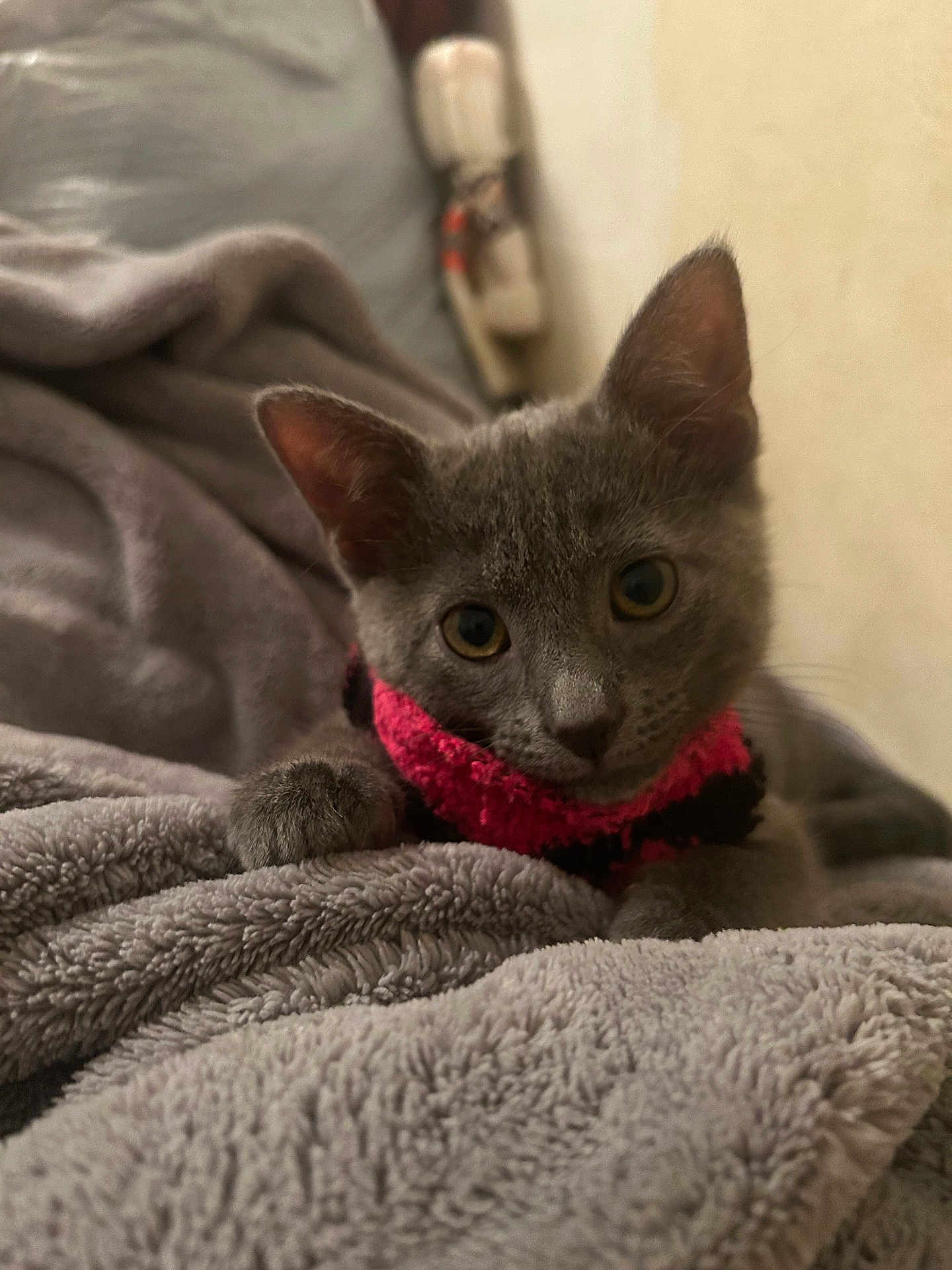 Missy is registered to the contest to win money with this photo: kitten, gray_cat, blanket, cozy, cute, pet, feline, fur, indoor, resting, soft_texture, collar, young_cat, animal, whiskers, ears, paw, close_up, relaxing, domestic_cat