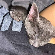 Missy joined the competition — help win amazing prizes! kitten, cat, sleeping, paw, fur, close_up, cozy, resting, human_arm, fabric, texture, gray_cat, pet, animal, cute, soft, peaceful, indoor, comfort, nap