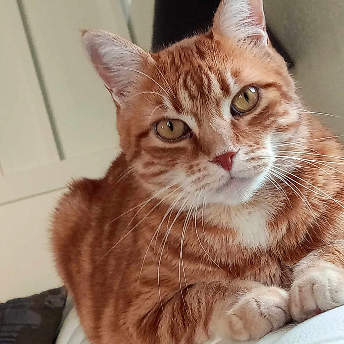 Toulouse participe au concours pour gagner de l'argent avec cette photo : animal, cat, closeup, couch, cute, domestic, ears, feline, fur, furniture, ginger_cat, household, indoor, mammal, paws, pet, portrait, relaxed, tabby, whiskers