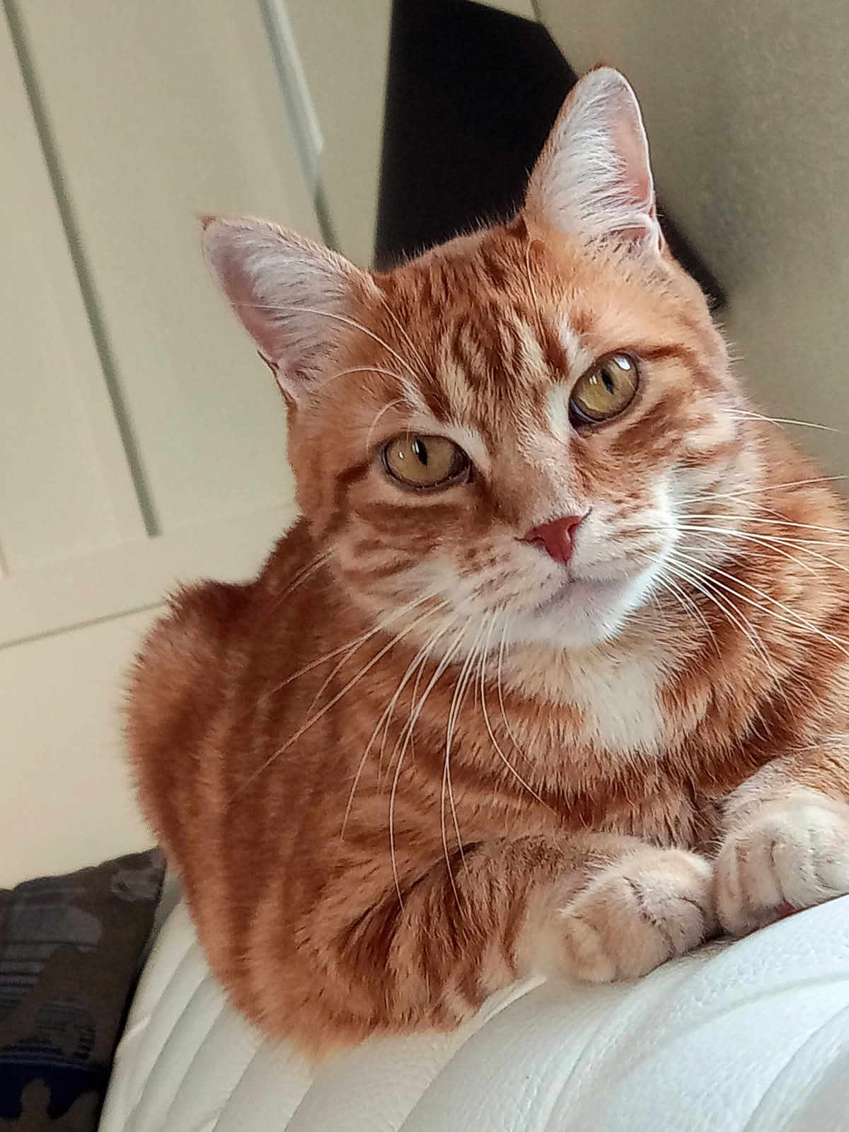 Toulouse participe au concours pour gagner de l'argent avec cette photo : animal, cat, closeup, couch, cute, domestic, ears, feline, fur, furniture, ginger_cat, household, indoor, mammal, paws, pet, portrait, relaxed, tabby, whiskers