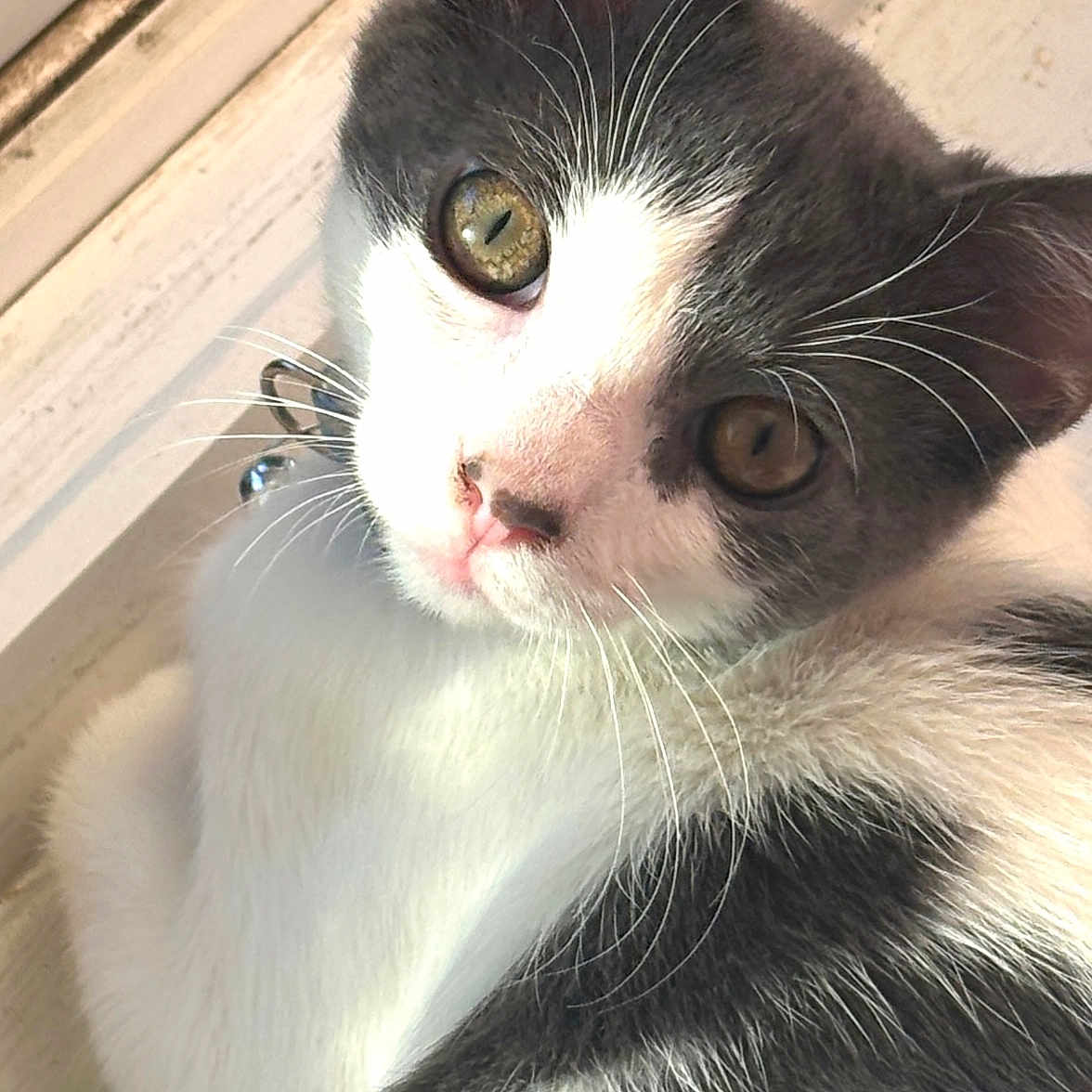 Mccaffrey is registered to the contest to win money with this photo: cat, gray_and_white, close_up, window, sunlight, pet, domestic_animal, fur, whiskers, collar, bell, curious, golden_eyes, indoor, animal, cute, relaxed, portrait, feline, young
